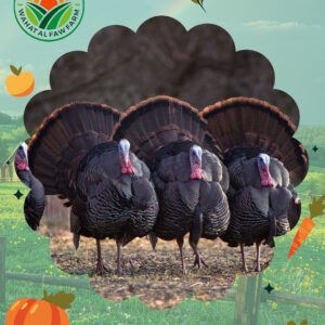 ديك رومي طازج من مزرعة واحة الفاو – مثالي للعزائم والمناسبات