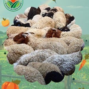 خروف بلدي طازج من مزرعة واحة الفاو – جودة عالية ولحم فاخر