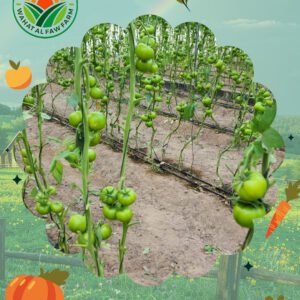 طماطم طازجة من مزرعة واحة الفاو – نضج طبيعي وجودة عالية